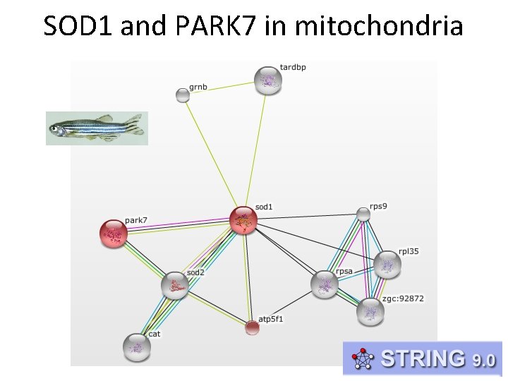 SOD 1 and PARK 7 in mitochondria 