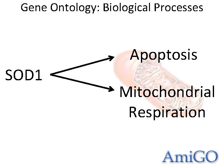 Gene Ontology: Biological Processes SOD 1 Apoptosis Mitochondrial Respiration 