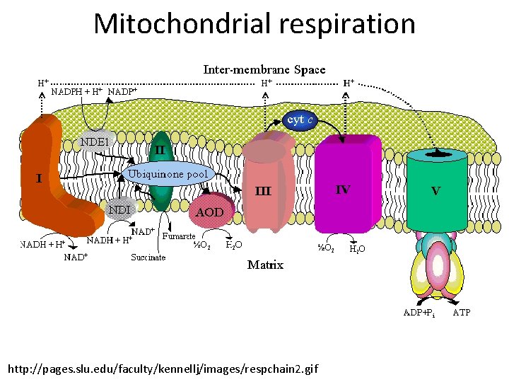 Mitochondrial respiration http: //pages. slu. edu/faculty/kennellj/images/respchain 2. gif 