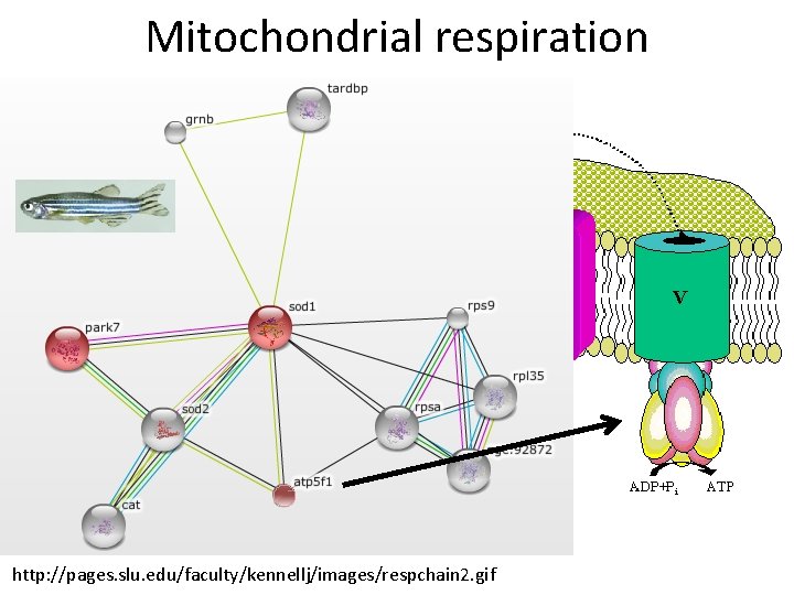 Mitochondrial respiration http: //pages. slu. edu/faculty/kennellj/images/respchain 2. gif 