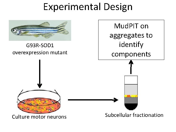 Experimental Design G 93 R-SOD 1 overexpression mutant Culture motor neurons Mud. PIT on