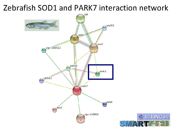 Zebrafish SOD 1 and PARK 7 interaction network 