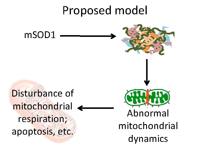 Proposed model m. SOD 1 Disturbance of mitochondrial respiration; apoptosis, etc. Abnormal mitochondrial dynamics