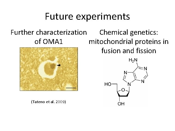 Future experiments Further characterization Chemical genetics: of OMA 1 mitochondrial proteins in fusion and