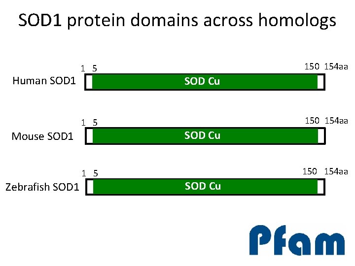 SOD 1 protein domains across homologs Human SOD 1 1 5 Mouse SOD 1