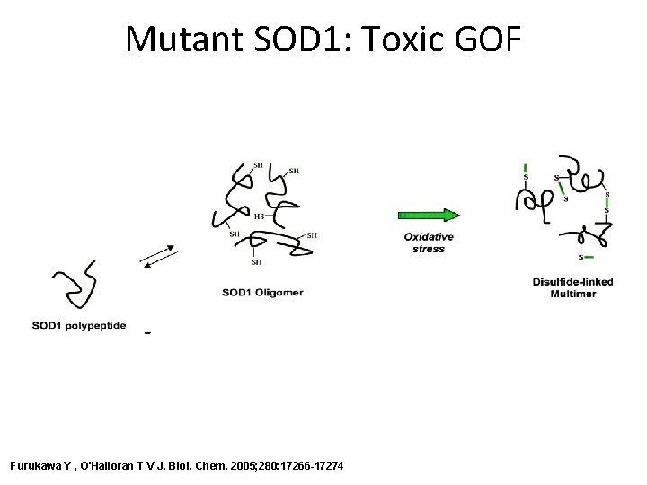 Mutant SOD 1: Toxic GOF Furukawa Y , O'Halloran T V J. Biol. Chem.