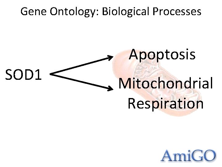 Gene Ontology: Biological Processes SOD 1 Apoptosis Mitochondrial Respiration 