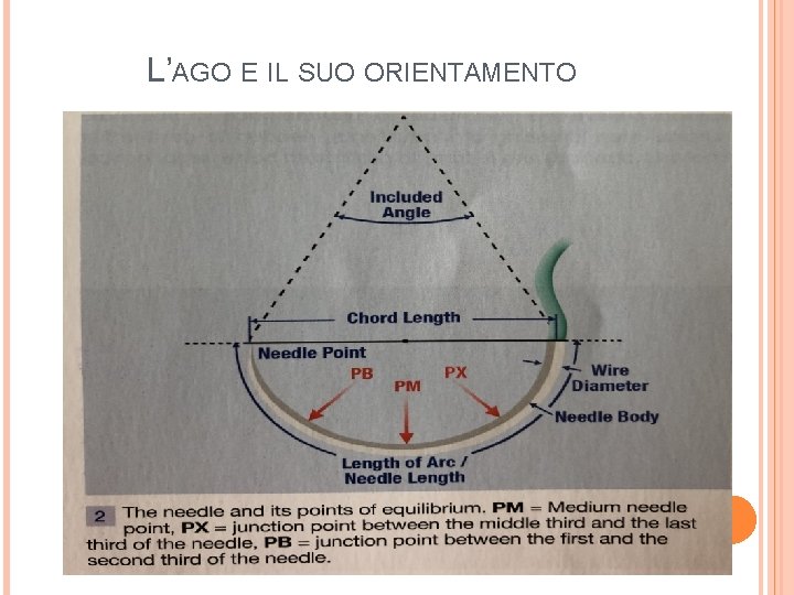 L’AGO E IL SUO ORIENTAMENTO 