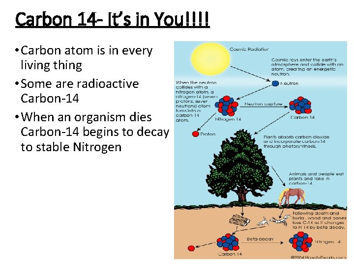 Carbon 14 - It’s in You!!!! • Carbon atom is in every living thing