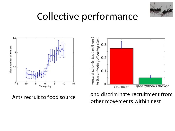 Collective performance Ants recruit to food source and discriminate recruitment from other movements within