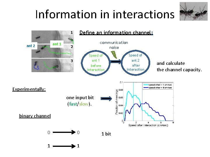 Information in interactions Define an information channel: communication noise ant 1 ant 2 Speed