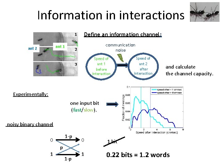 Information in interactions Define an information channel: communication noise ant 1 ant 2 Speed