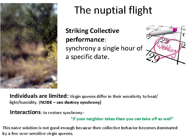 The nuptial flight Striking Collective performance: synchrony a single hour of a specific date.