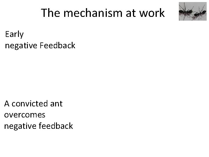 The mechanism at work Early negative Feedback A convicted ant overcomes negative feedback 