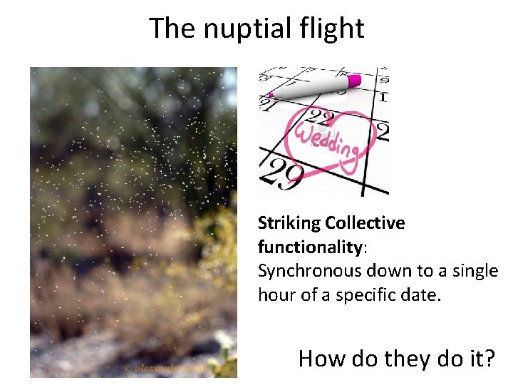 The nuptial flight Striking Collective functionality: Synchronous down to a single hour of a