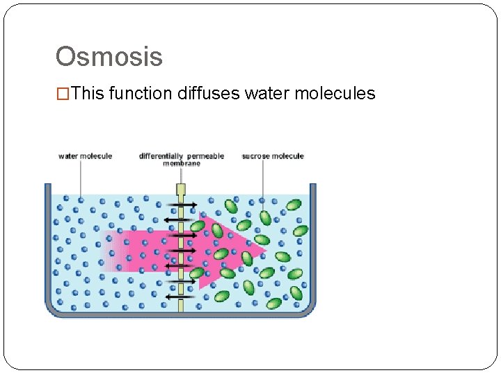 Osmosis �This function diffuses water molecules 
