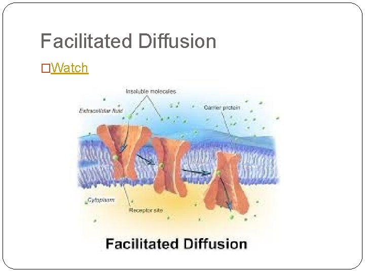 Facilitated Diffusion �Watch 