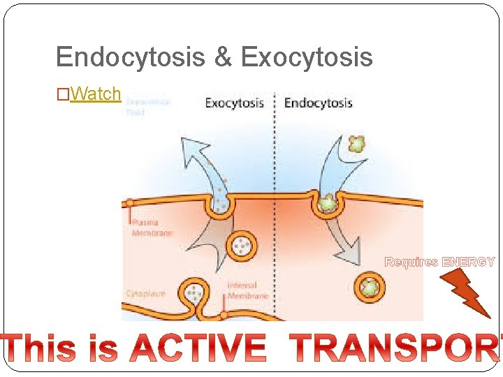 Endocytosis & Exocytosis �Watch Requires ENERGY 