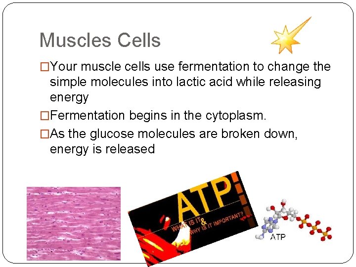 Muscles Cells �Your muscle cells use fermentation to change the simple molecules into lactic