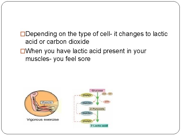 �Depending on the type of cell- it changes to lactic acid or carbon dioxide