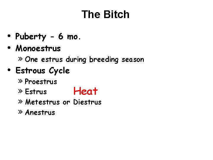 The Bitch • • • Puberty - 6 mo. Monoestrus » One estrus during The Bitch • • • Puberty - 6 mo. Monoestrus » One estrus during