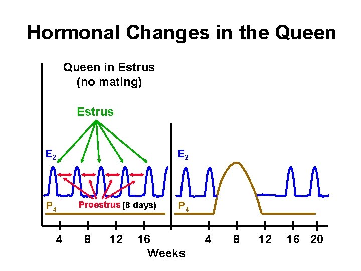 Hormonal Changes in the Queen in Estrus (no mating) Estrus E 2 P 4 Hormonal Changes in the Queen in Estrus (no mating) Estrus E 2 P 4