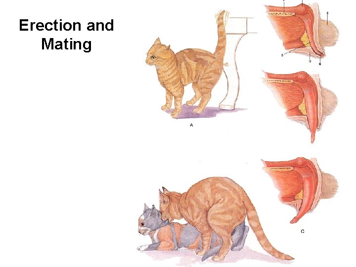 Erection and Mating Erection and Mating