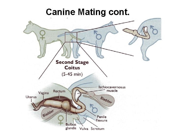 Canine Mating cont. Canine Mating cont.