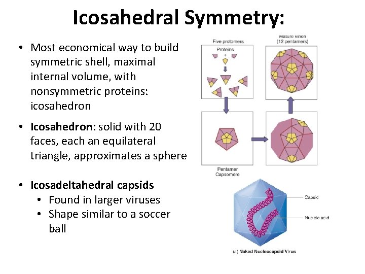 Icosahedral Symmetry: • Most economical way to build symmetric shell, maximal internal volume, with