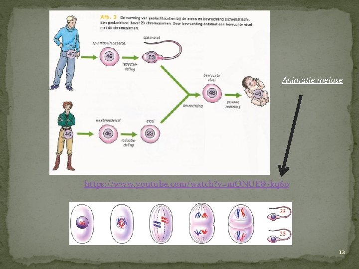 Animatie meiose https: //www. youtube. com/watch? v=m. QNUE 87 kq 60 12 