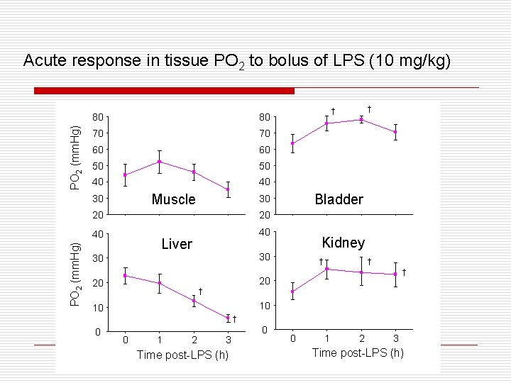 PO 2 (mm. Hg) Acute response in tissue PO 2 to bolus of LPS PO 2 (mm. Hg) Acute response in tissue PO 2 to bolus of LPS