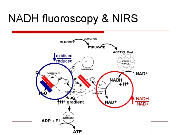 NADH fluoroscopy & NIRS oxidised reduced NADH NAD+ NADH fluoroscopy & NIRS oxidised reduced NADH NAD+