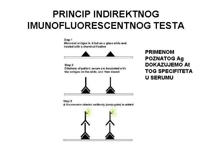 PRINCIP INDIREKTNOG IMUNOFLUORESCENTNOG TESTA PRIMENOM POZNATOG Ag DOKAZUJEMO At TOG SPECIFITETA U SERUMU 