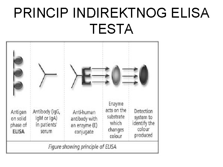 PRINCIP INDIREKTNOG ELISA TESTA 