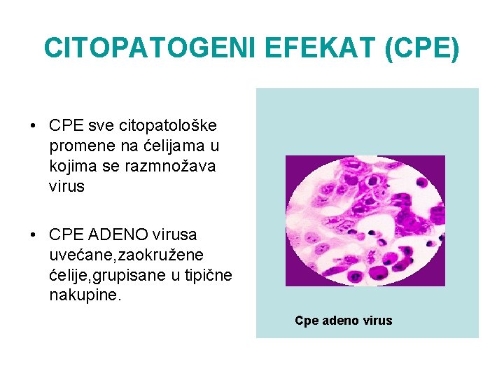 CITOPATOGENI EFEKAT (CPE) • CPE sve citopatološke promene na ćelijama u kojima se razmnožava