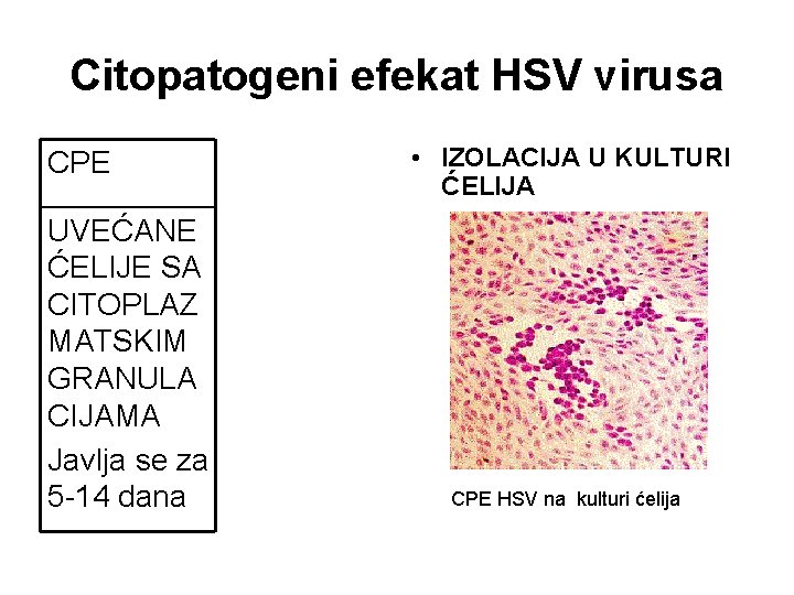 Citopatogeni efekat HSV virusa CPE UVEĆANE ĆELIJE SA CITOPLAZ MATSKIM GRANULA CIJAMA Javlja se