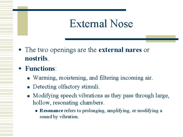External Nose w The two openings are the external nares or nostrils. w Functions: