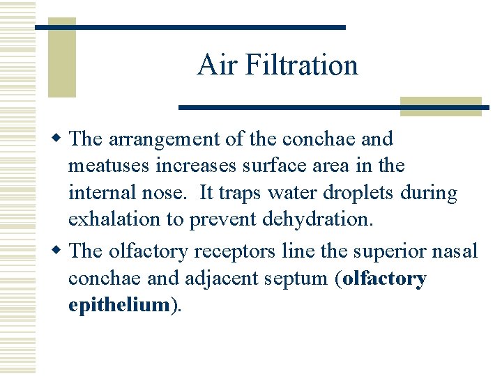 Air Filtration w The arrangement of the conchae and meatuses increases surface area in