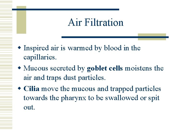 Air Filtration w Inspired air is warmed by blood in the capillaries. w Mucous