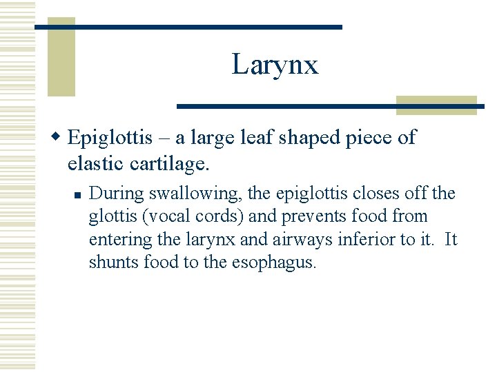 Larynx w Epiglottis – a large leaf shaped piece of elastic cartilage. n During