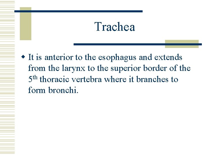 Trachea w It is anterior to the esophagus and extends from the larynx to