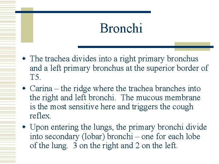Bronchi w The trachea divides into a right primary bronchus and a left primary