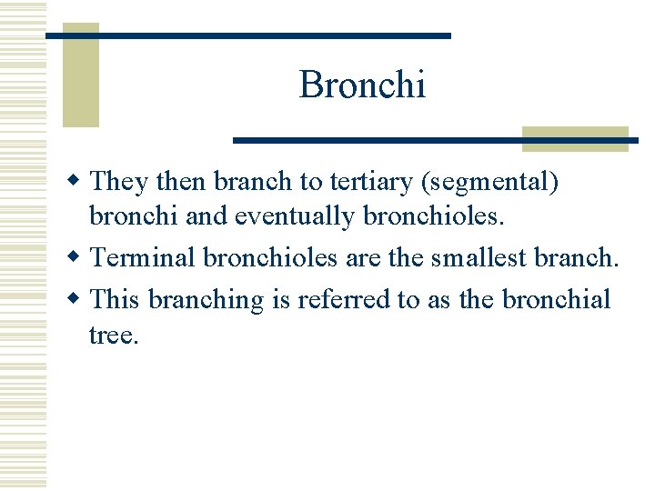 Bronchi w They then branch to tertiary (segmental) bronchi and eventually bronchioles. w Terminal