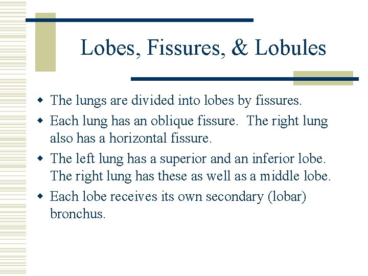 Lobes, Fissures, & Lobules w The lungs are divided into lobes by fissures. w