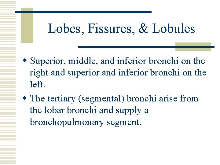 Lobes, Fissures, & Lobules w Superior, middle, and inferior bronchi on the right and