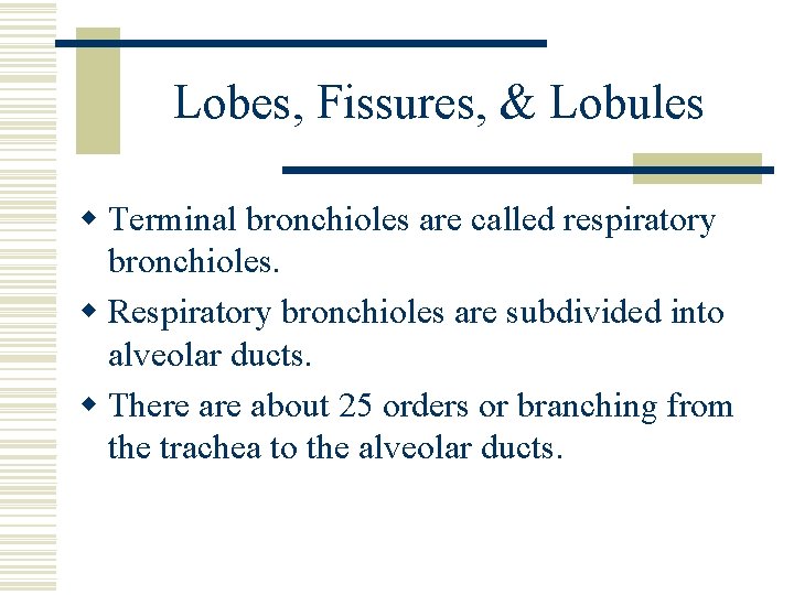 Lobes, Fissures, & Lobules w Terminal bronchioles are called respiratory bronchioles. w Respiratory bronchioles