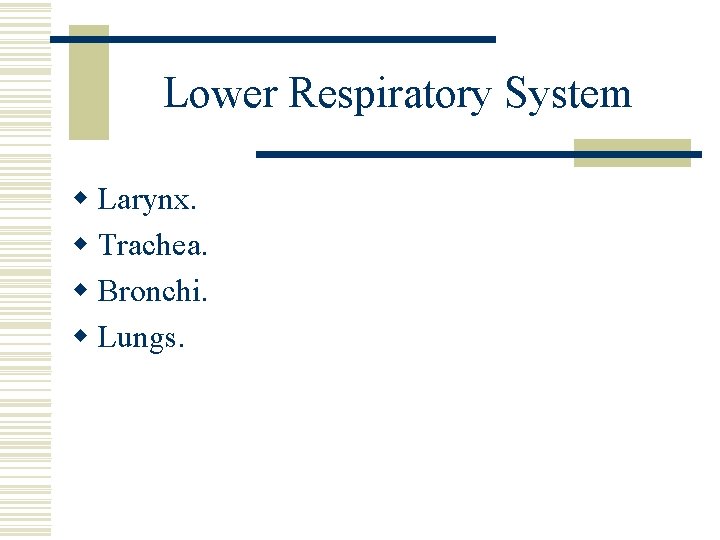 Lower Respiratory System w Larynx. w Trachea. w Bronchi. w Lungs. 