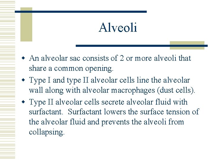 Alveoli w An alveolar sac consists of 2 or more alveoli that share a