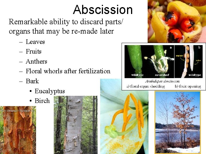 Abscission Remarkable ability to discard parts/ organs that may be re-made later – –