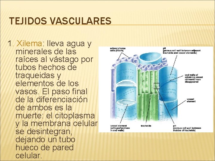TEJIDOS VASCULARES 1. Xilema: lleva agua y minerales de las raíces al vástago por